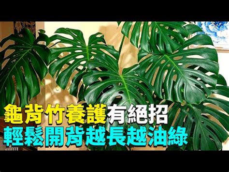 龜背與|【龜背竹怎麼養？給新手的基礎照護指南】